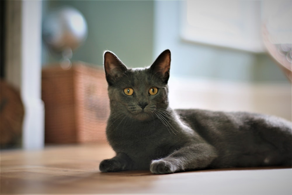 Fotografia de foco seletivo de gato deitado no chão