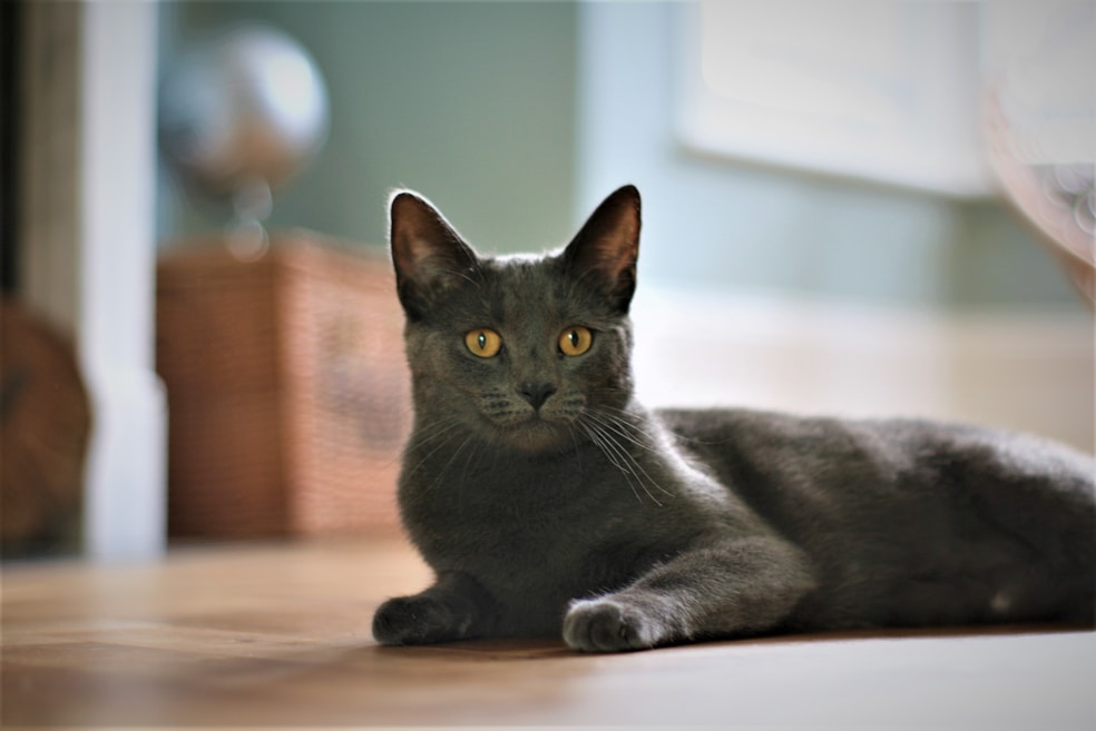 selective focus photography of cat lying on floor