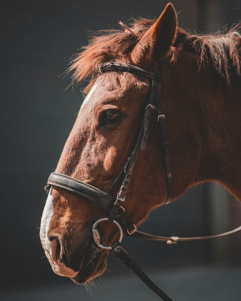 close-up photo of brown horse head