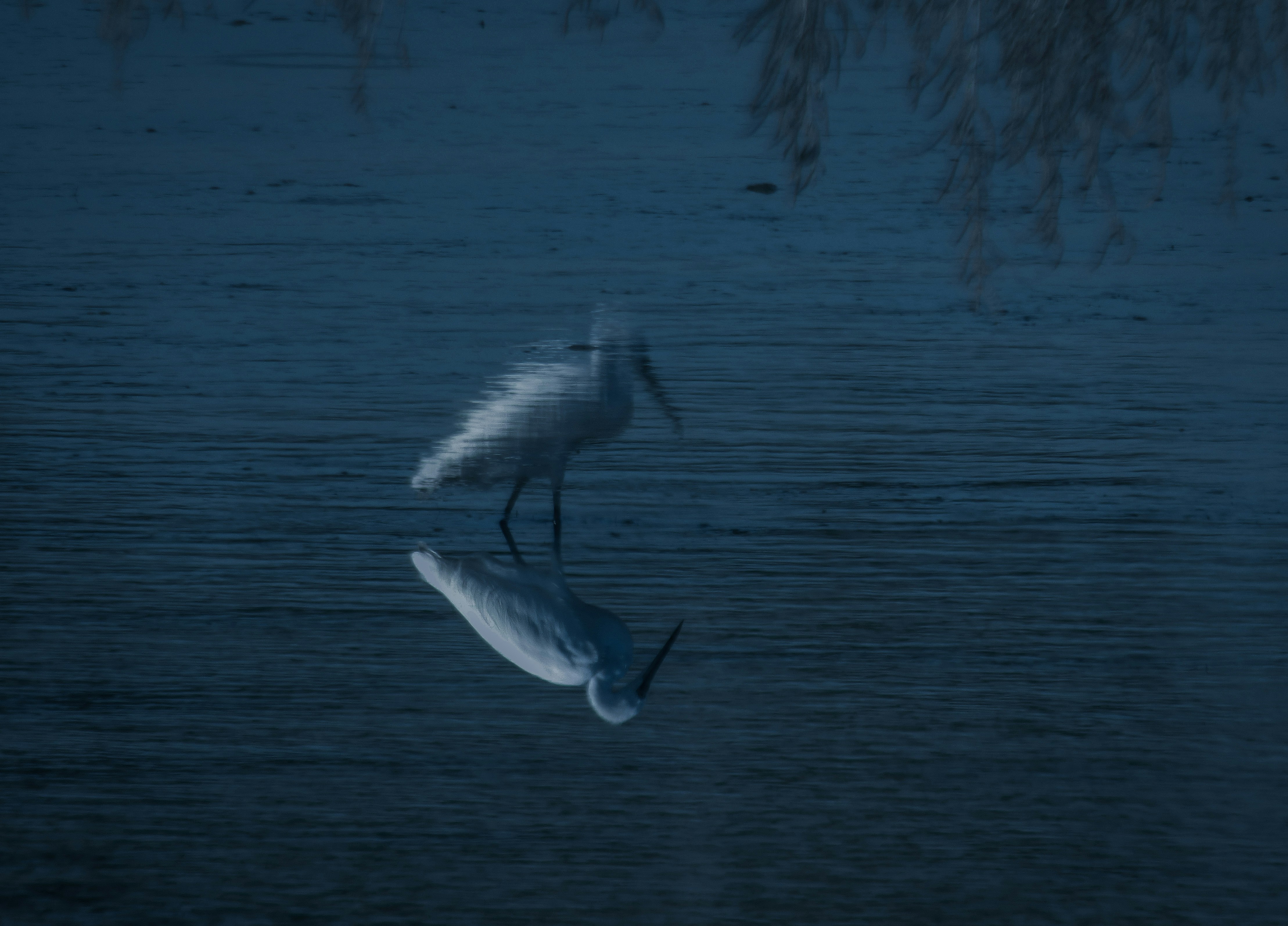 long beak bird on the river
