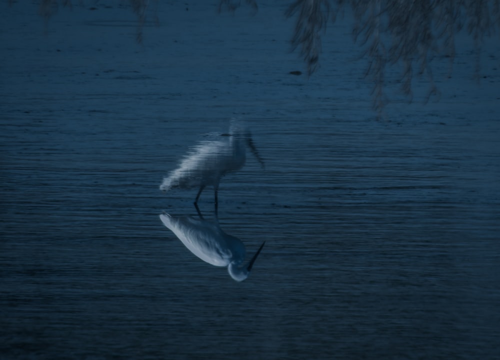 pájaro de pico largo en el río