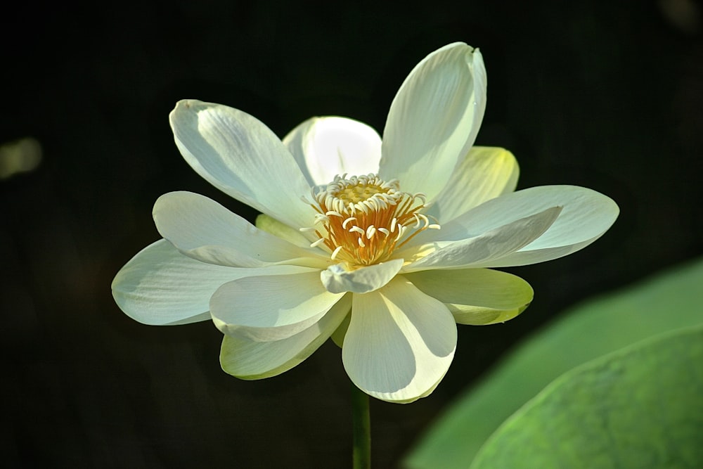 Fotografía de primer plano de la flor blanca