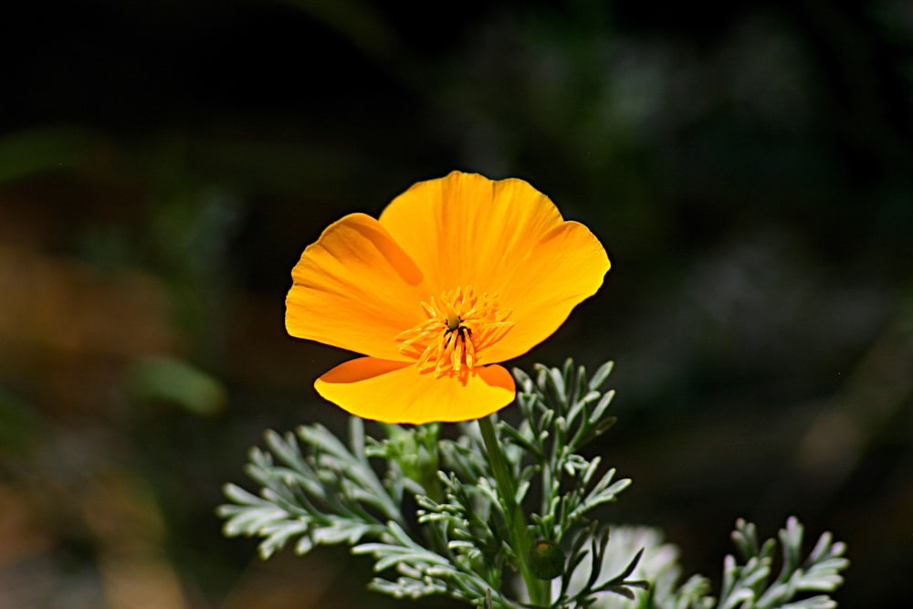 yellow petaled flower