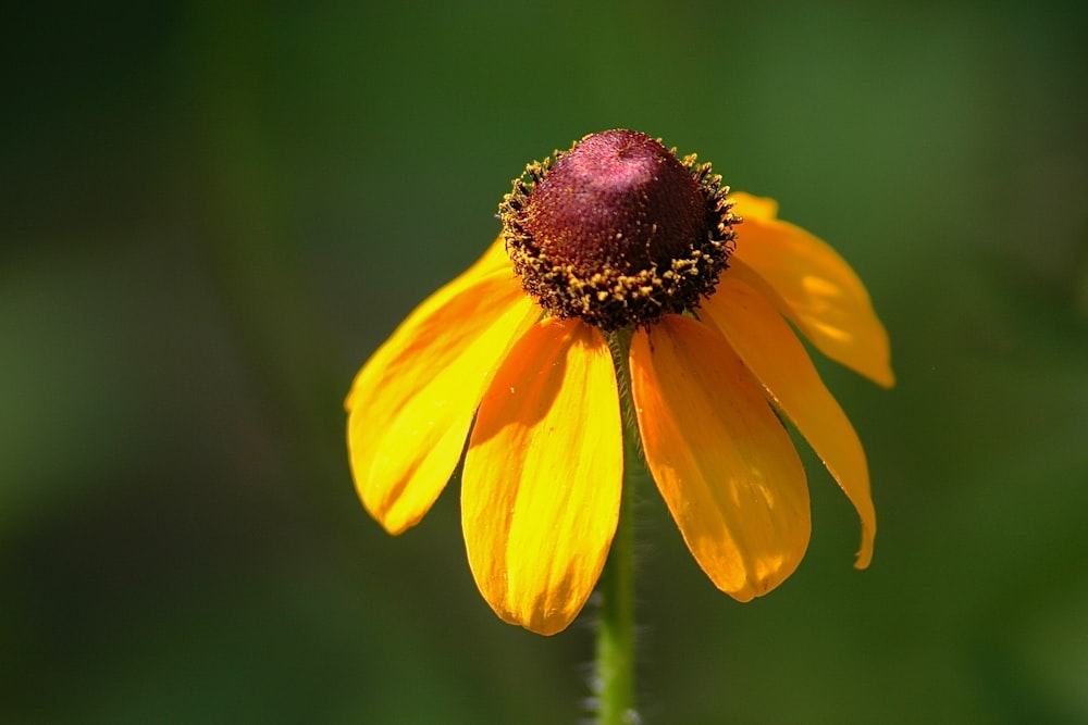 yellow and white petaled flower