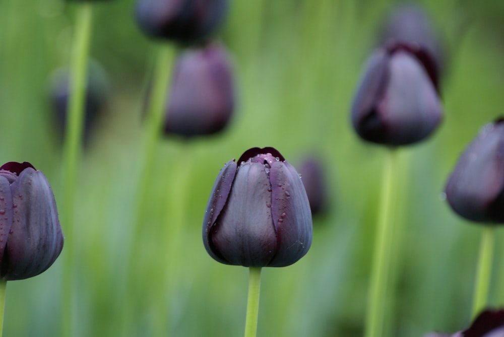 close-up photo of purple tulip fower