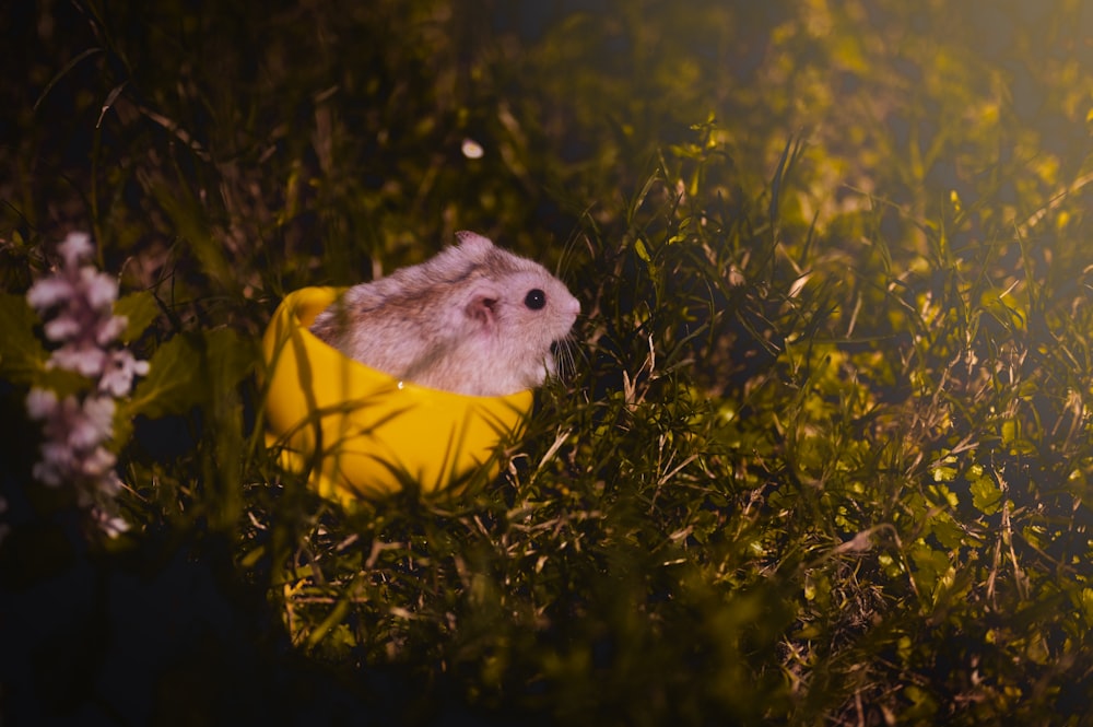 Un pequeño roedor en una caja amarilla en la hierba