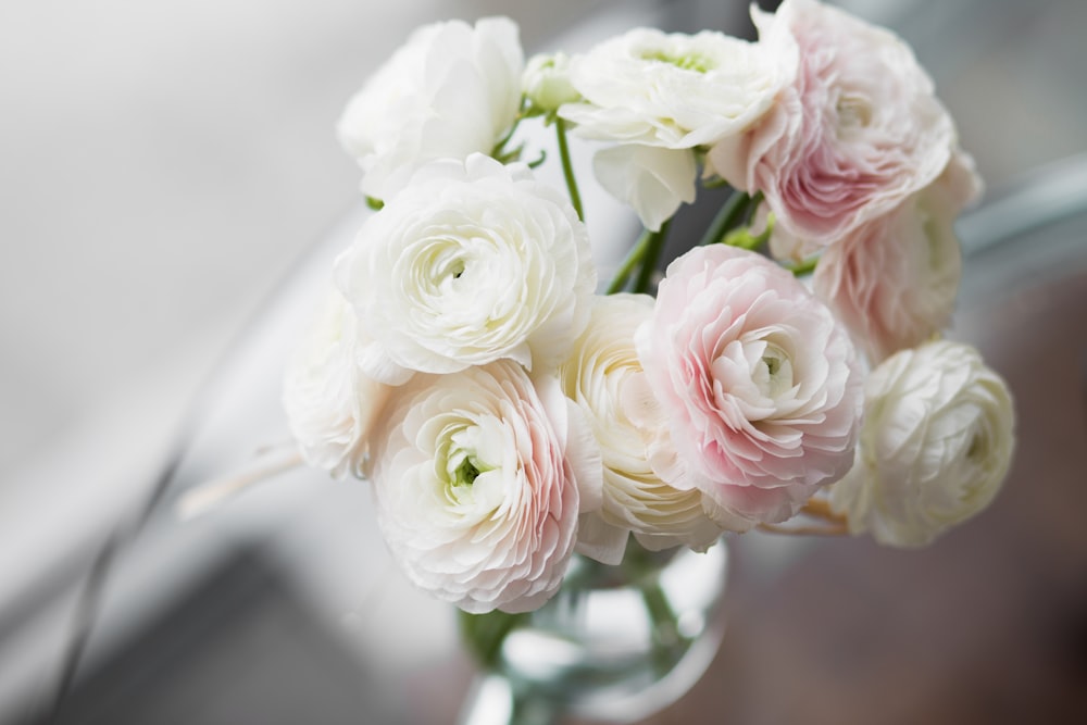 close-up photography of white petaled flowers