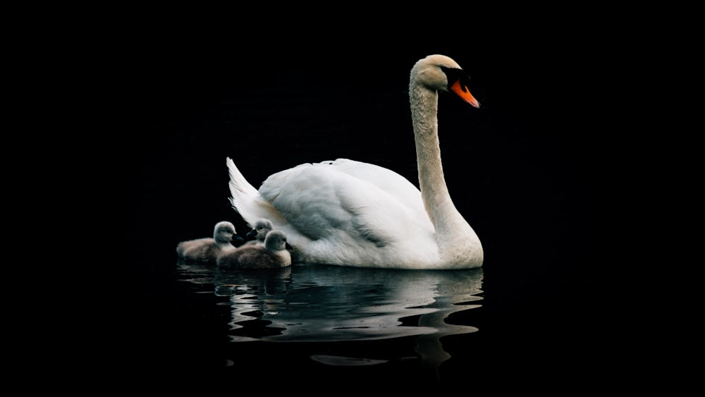 swan on water