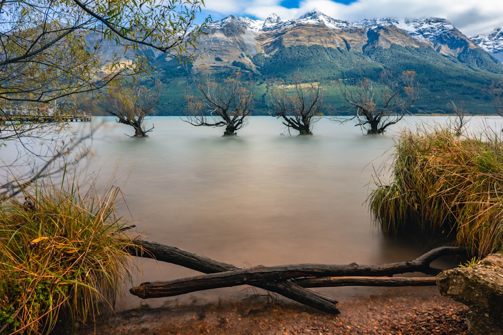 green grass on body of water during daytime