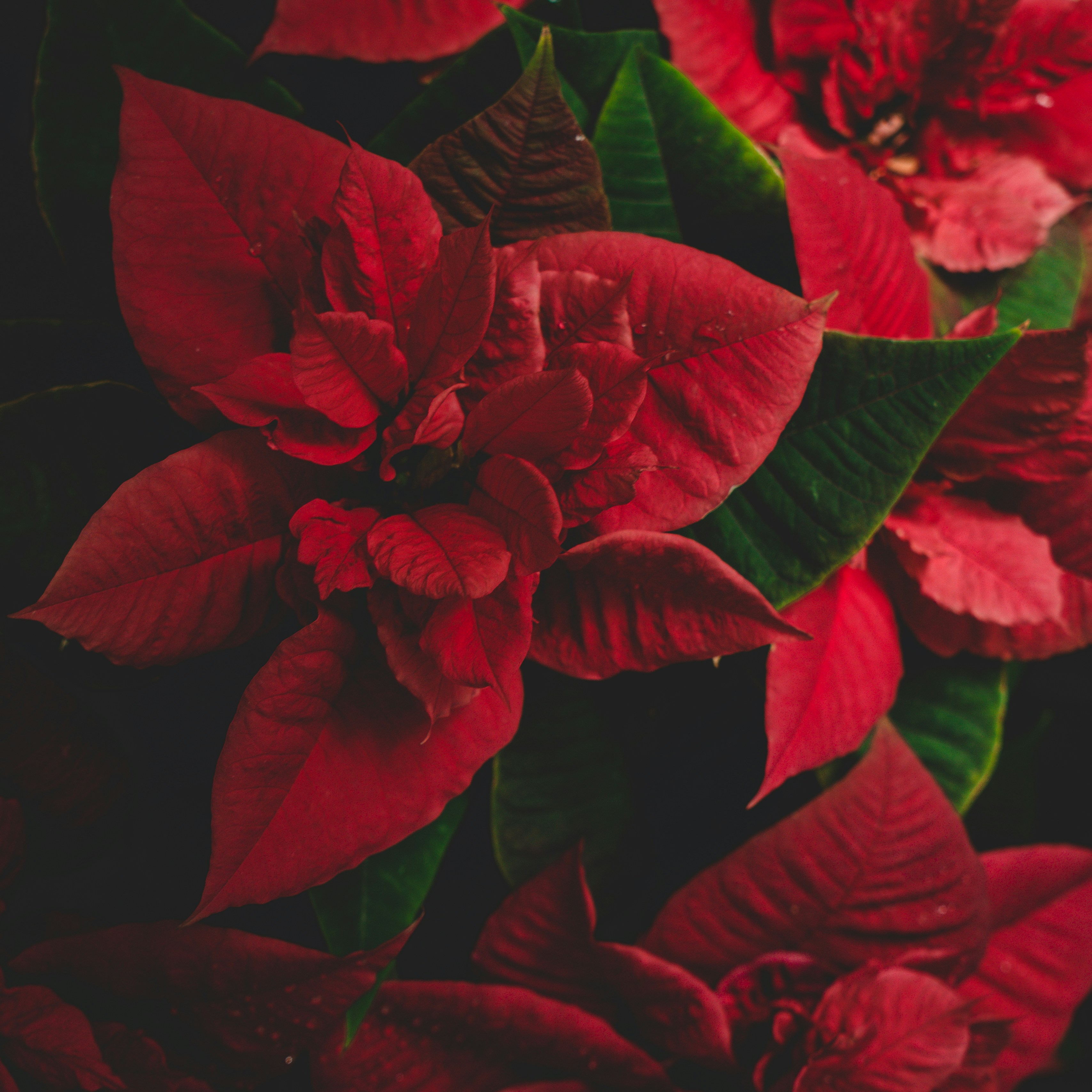 Photo by ballaschottner