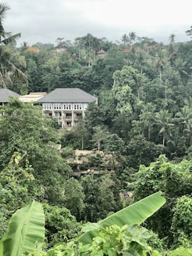 A lush, green jungle landscape featuring tall trees, dense vegetation, and a few buildings with grey roofs nestled within the foliage. The sky is overcast, adding to the serene yet slightly moody ambiance of the scene.