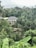 A lush, green jungle landscape featuring tall trees, dense vegetation, and a few buildings with grey roofs nestled within the foliage. The sky is overcast, adding to the serene yet slightly moody ambiance of the scene.