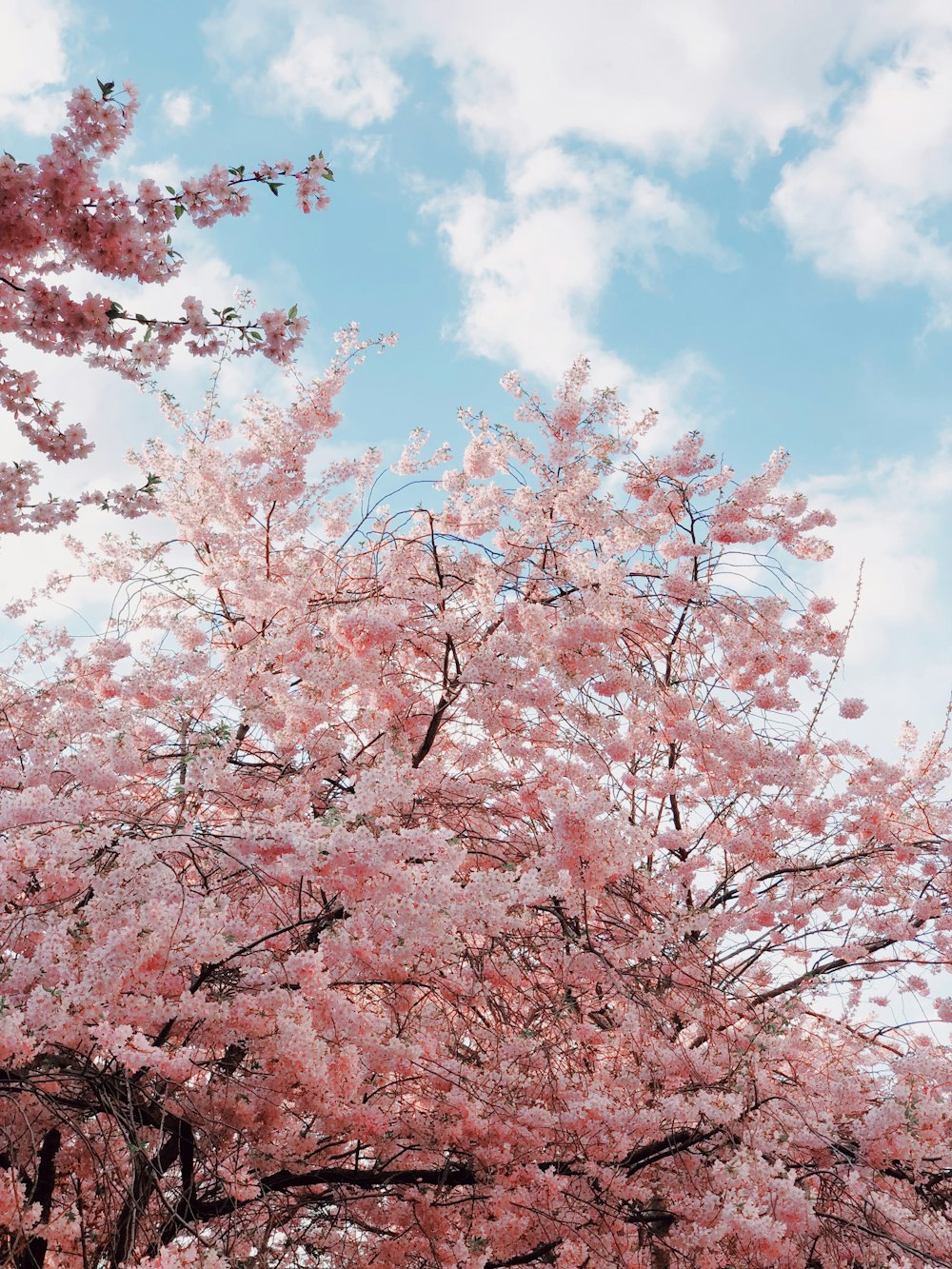 낮의 벚꽃 나무