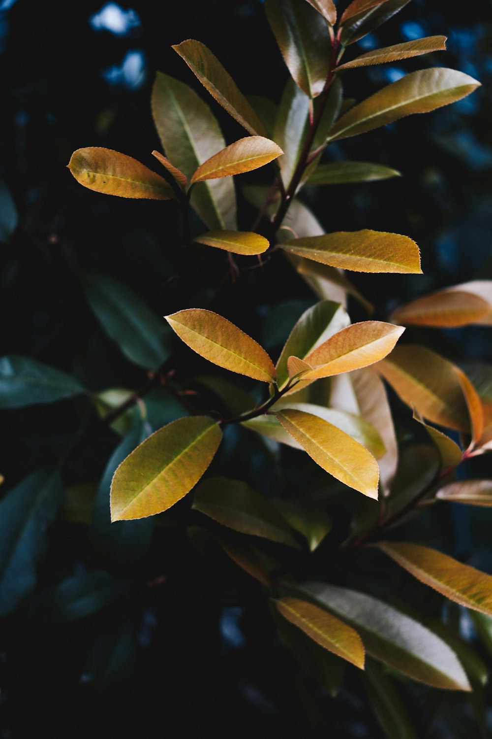 brown leaf