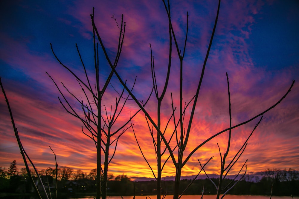 bare trees during sunset