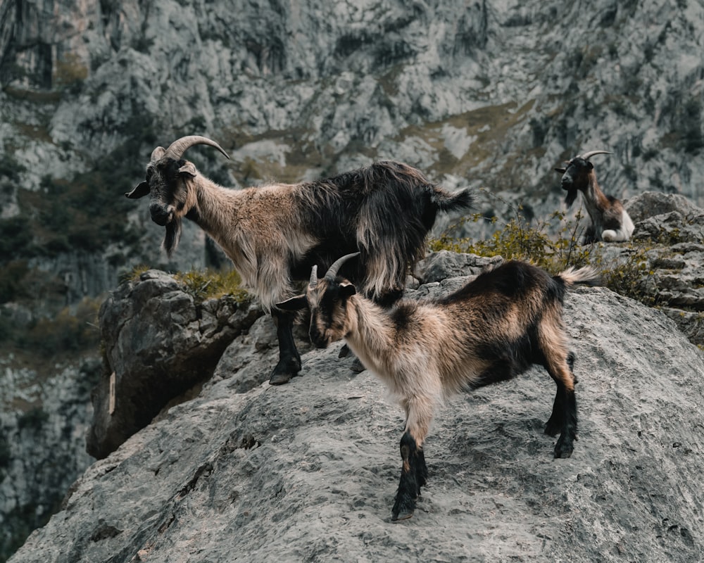 duas cabras pardas em pé no pico durante o dia