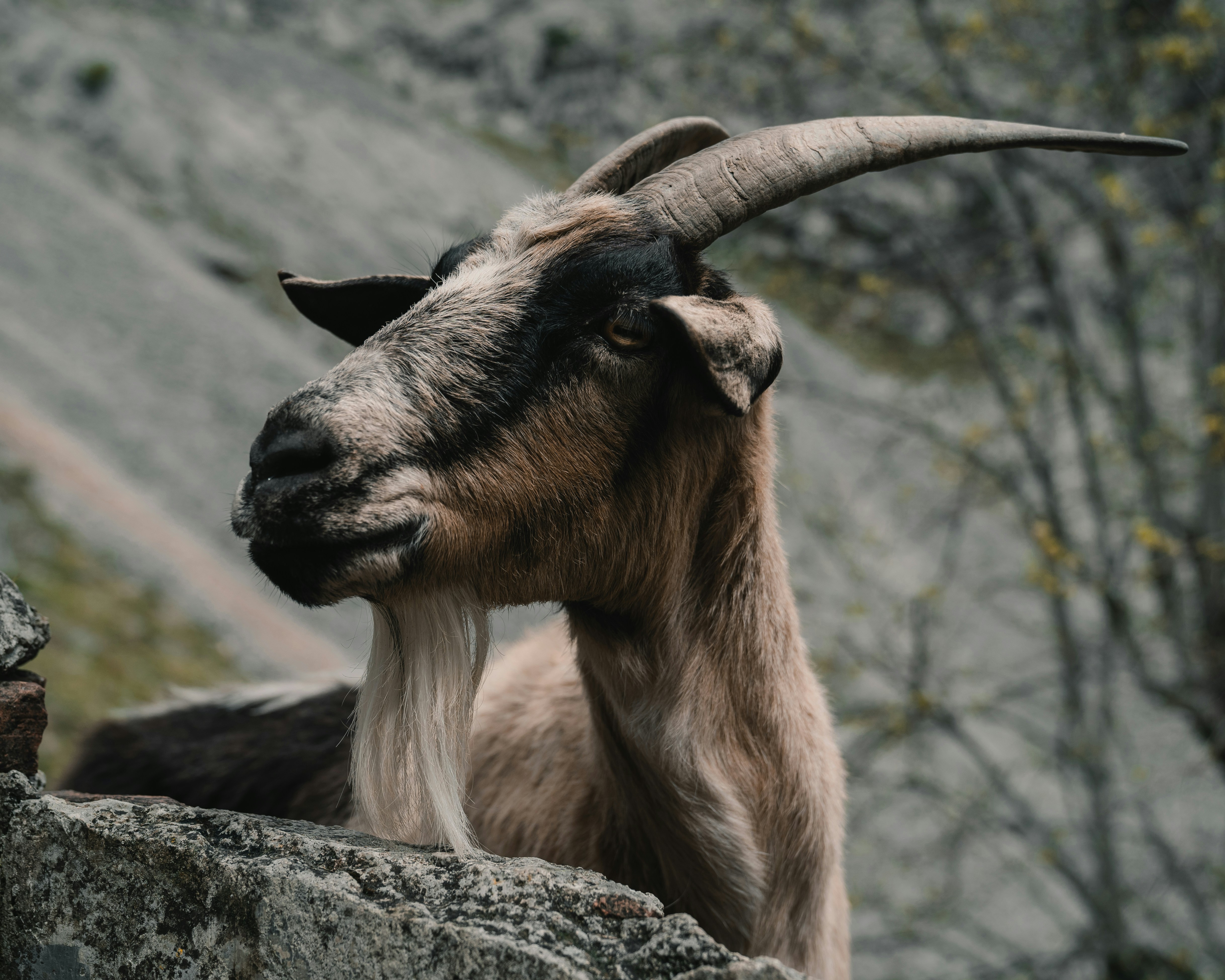 Mountain Animals Pictures Download Free Images on Unsplash