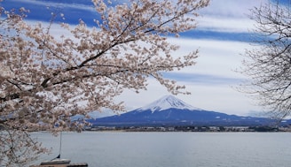 A serene view of Mount Fuji surrounded by cherry blossoms.