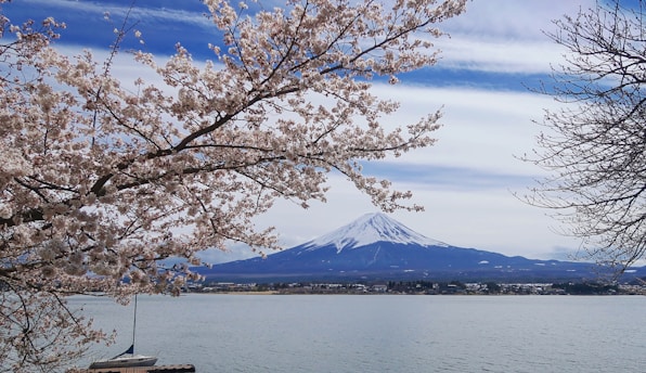 A serene view of Mount Fuji surrounded by cherry blossom trees in full bloom.
