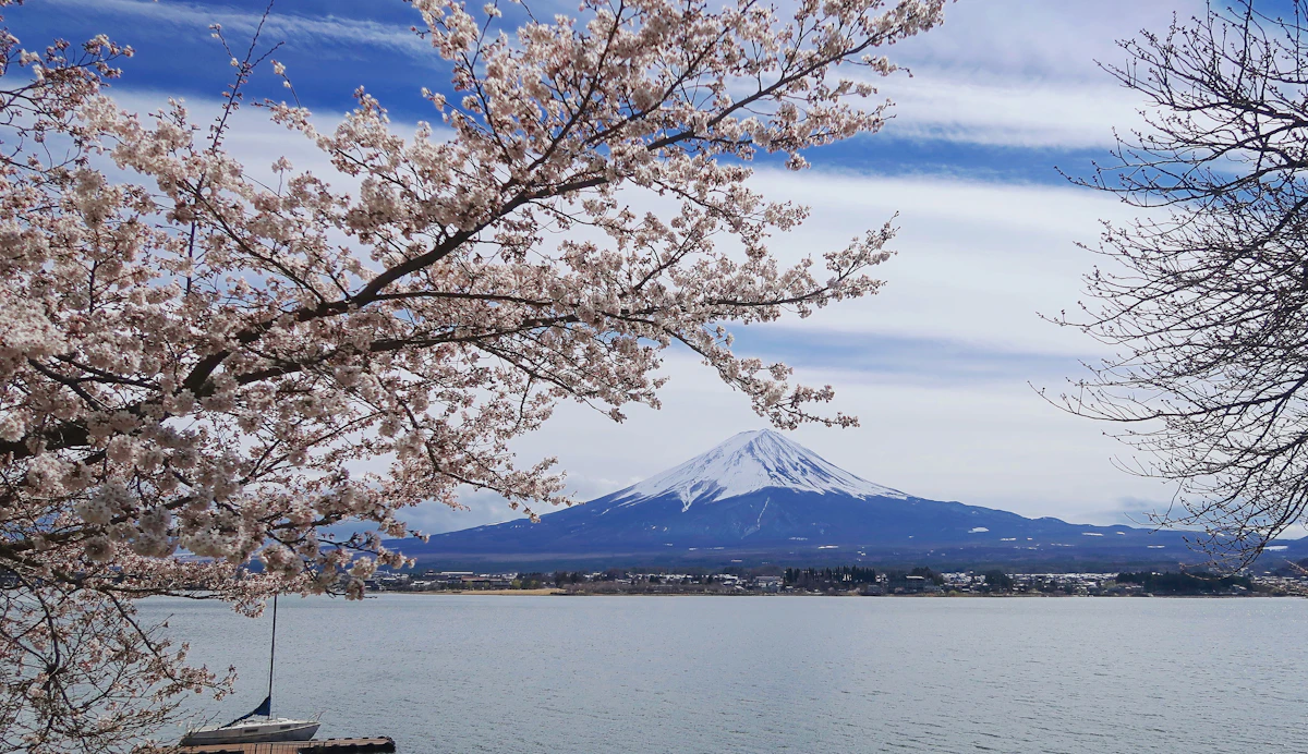Cerezo en flor junto a un lago, con el monte Fuji nevado al fondo