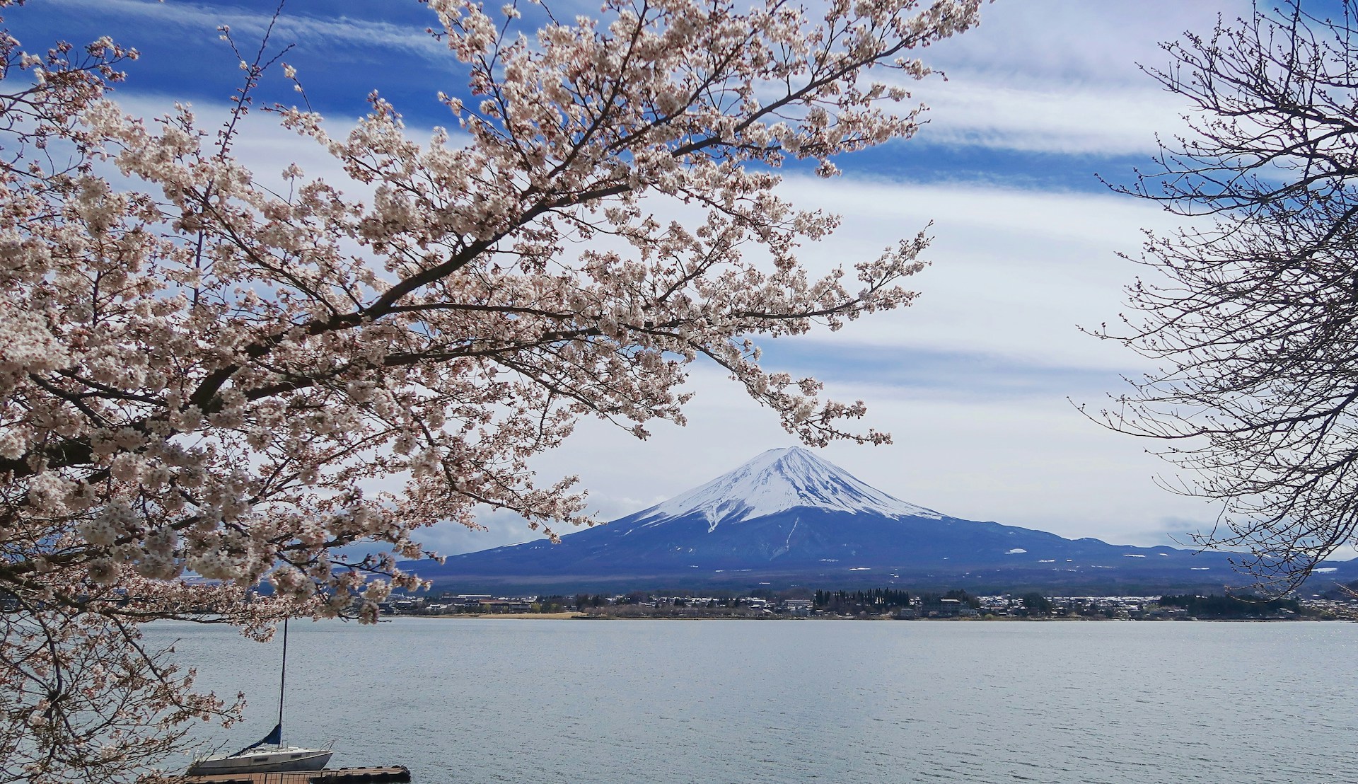 A serene view of Mount Fuji framed by cherry blossoms in full bloom during spring.