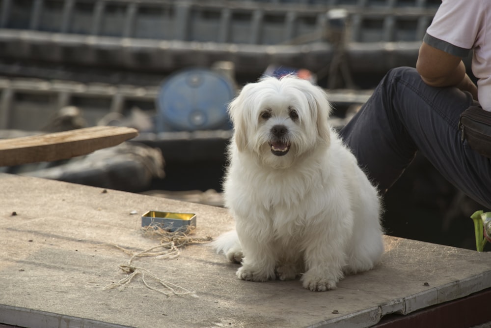 white dog on table