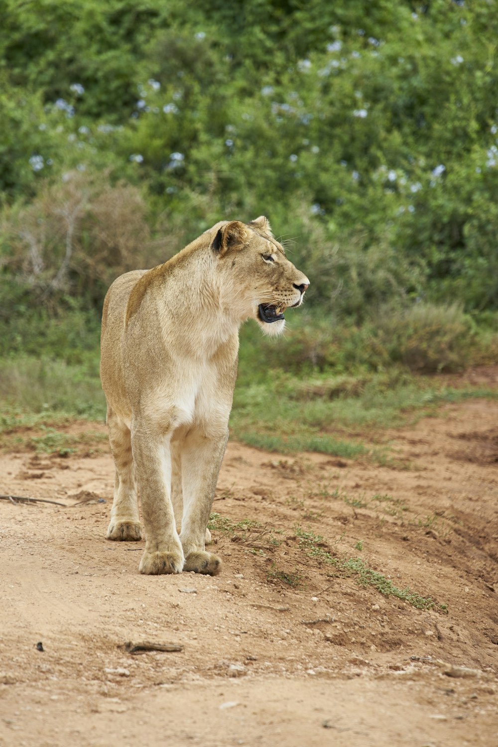 adult lioness