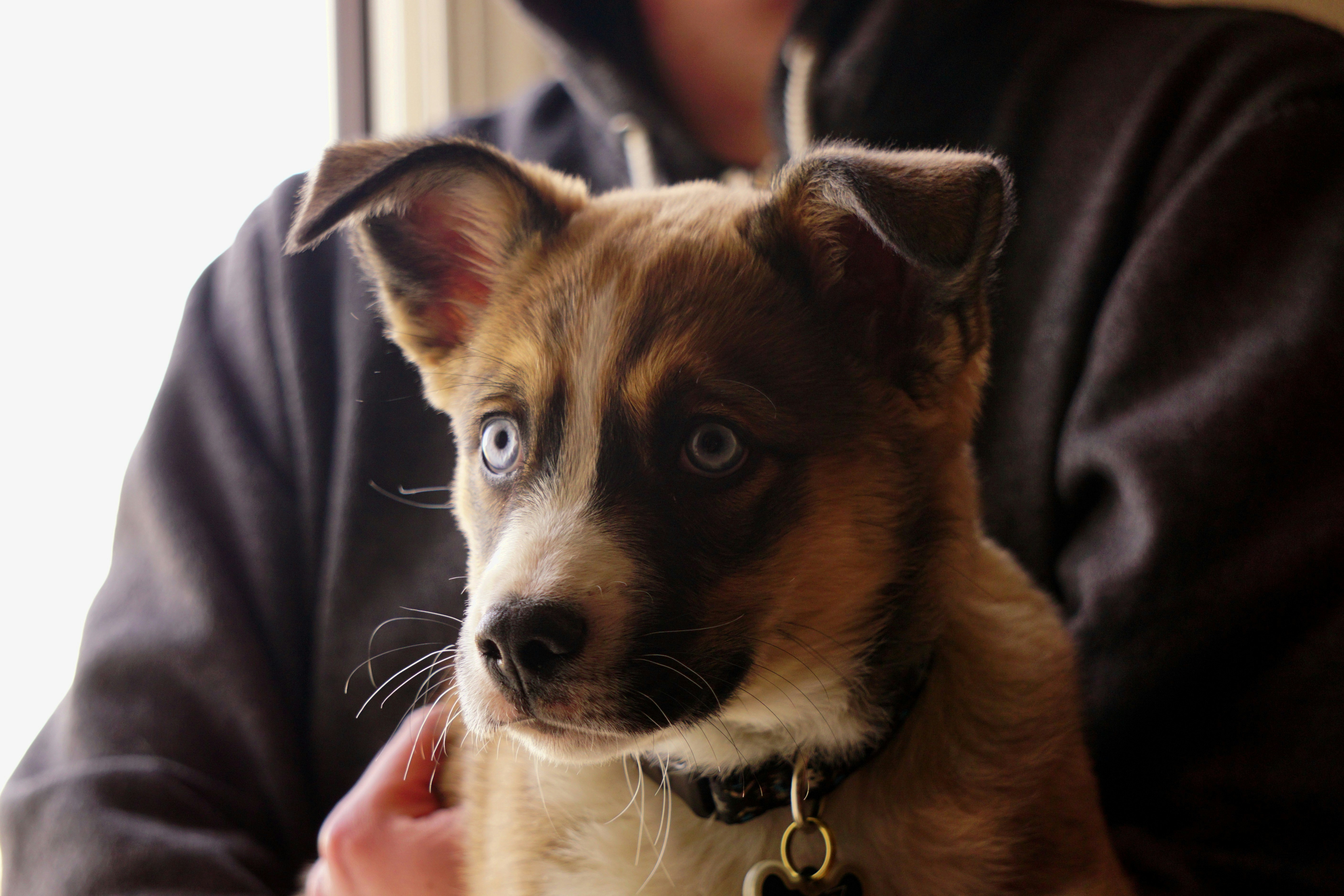 man holding brown and white cat