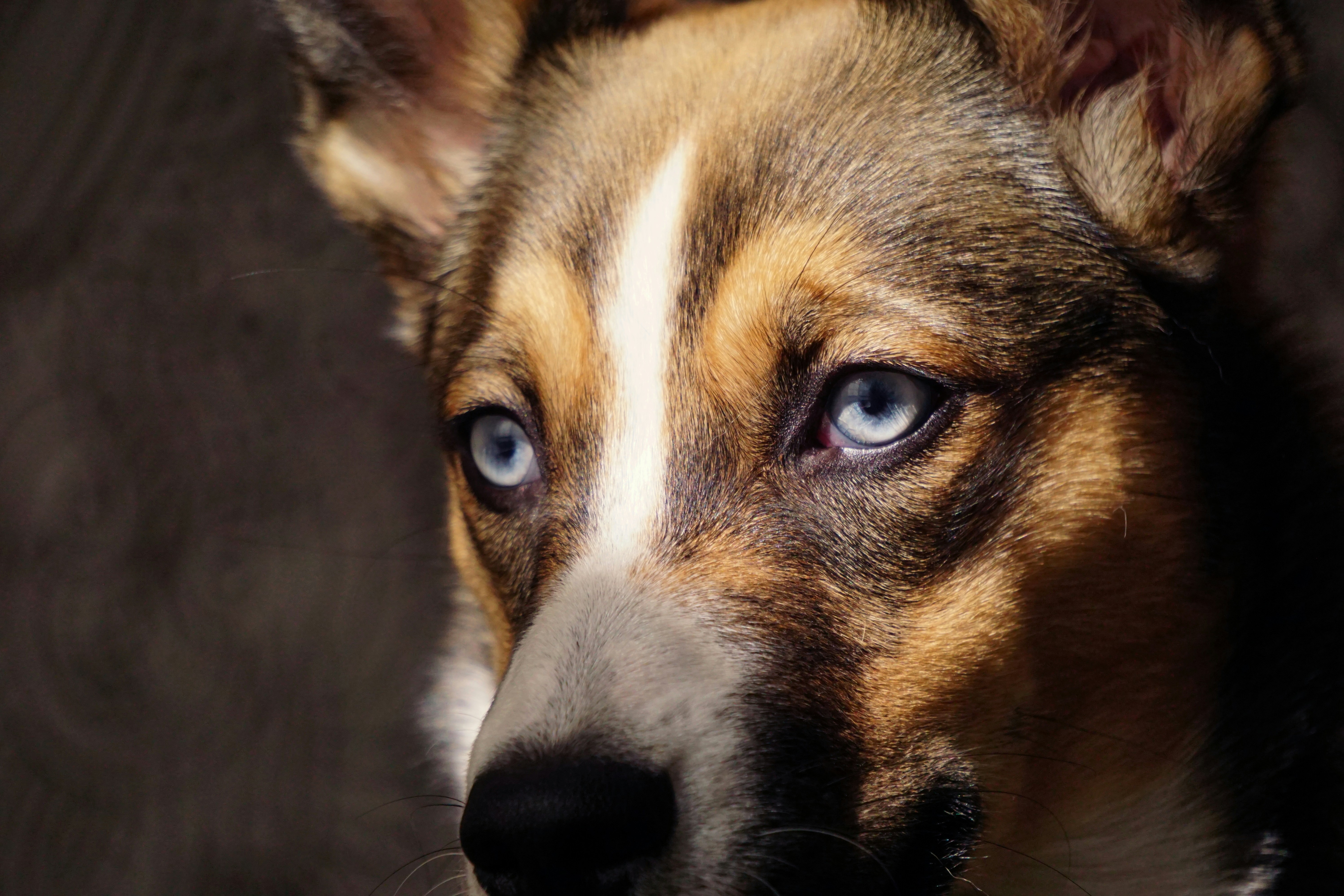 Овчарка с разными глазами