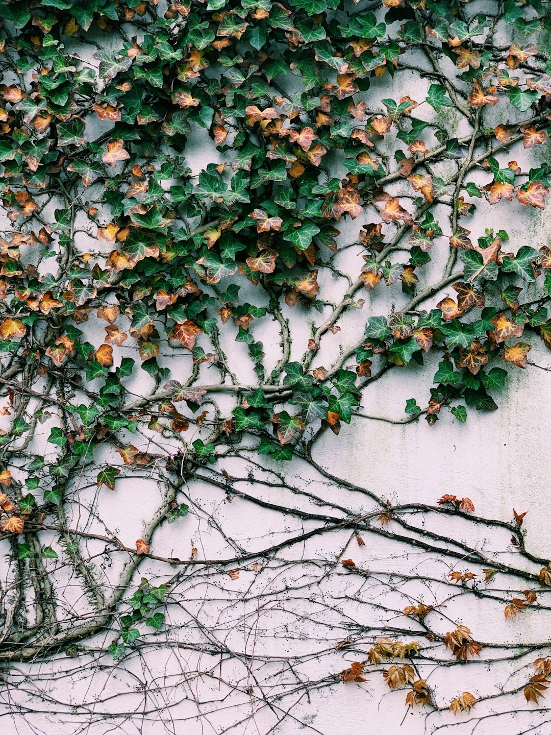 green and brown leaves on wall