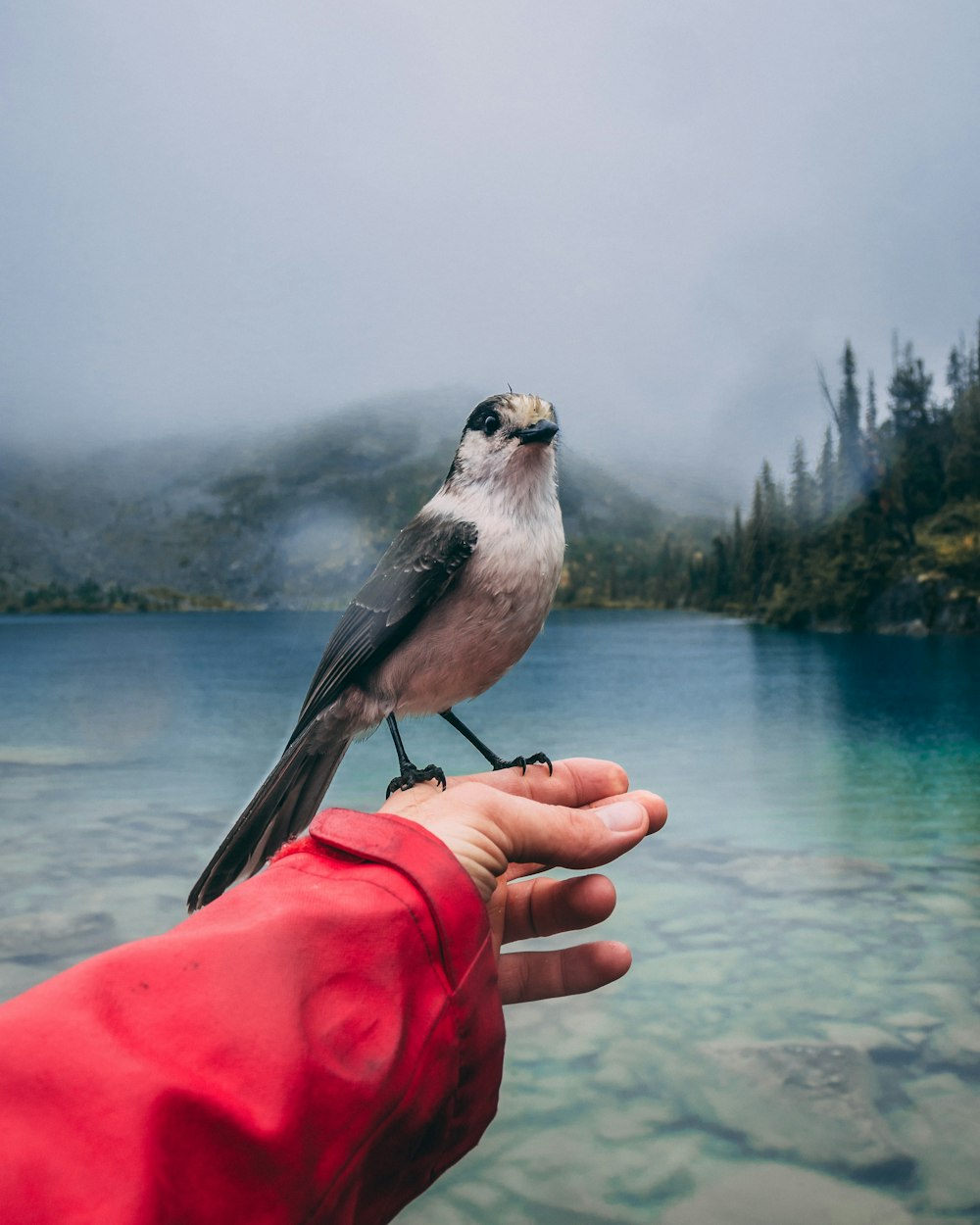 Grauer und schwarzer Vogel sitzt auf der linken Hand der Person in der Nähe des Sees