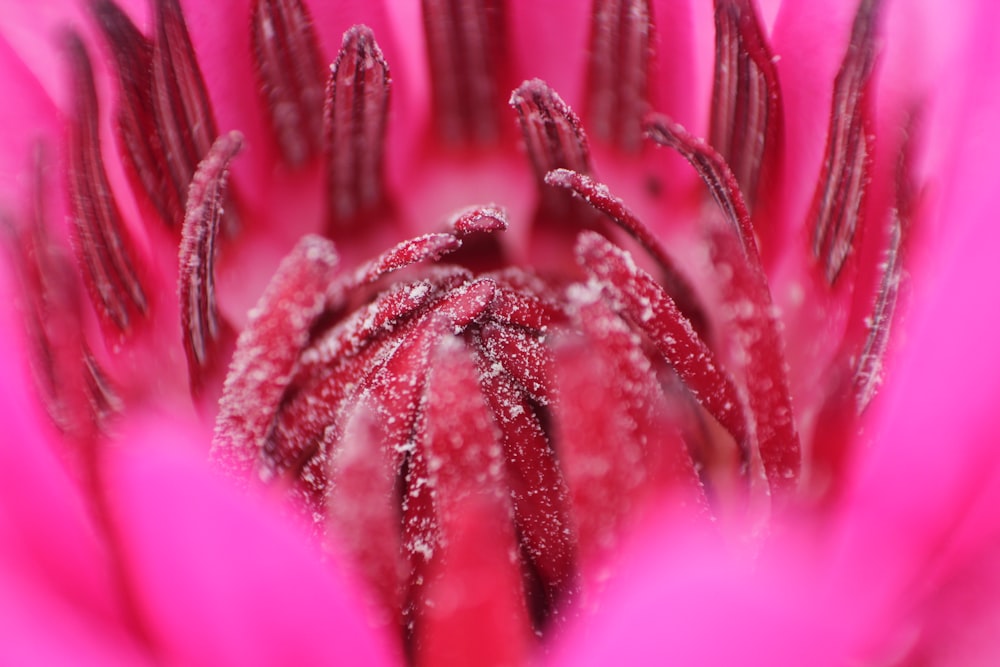 a close up of a pink flower with snow on it