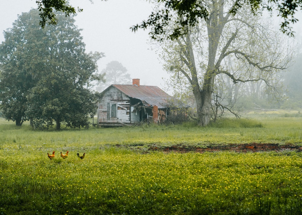 white and brown house during daytime