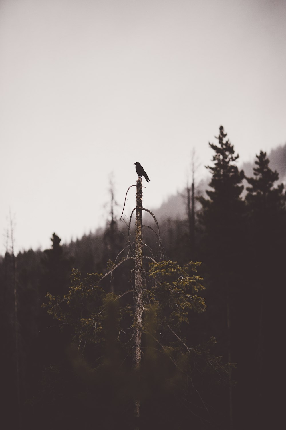 나무 꼭대기에 앉아있는 검은 입찰