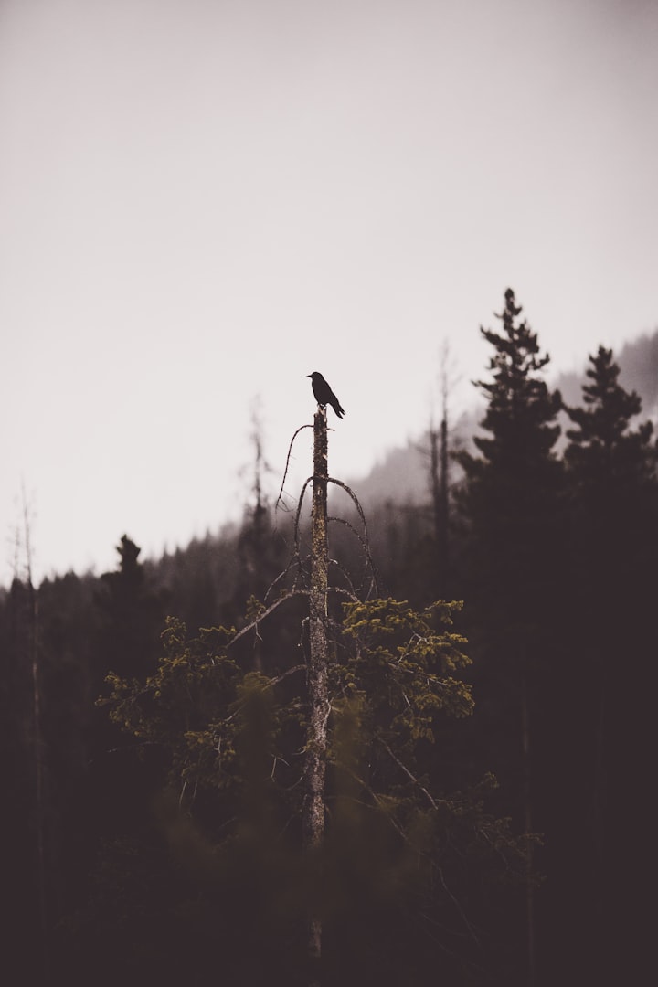 The Tree farms of Scotland