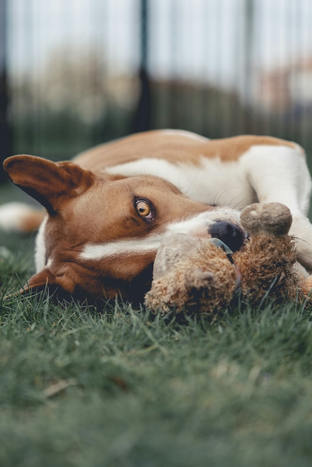 short-coated white and brown dog lying on green grasses