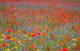 Rows of vibrant flowers blooming under the warm countryside sun.
