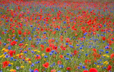 Rows of vibrant flowers blooming under the warm countryside sun.