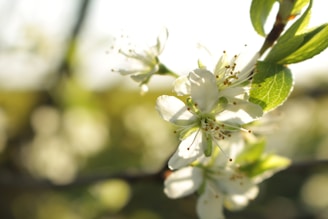 Close-up of delicate pink and white blossoms catching morning sunlight in our garden.