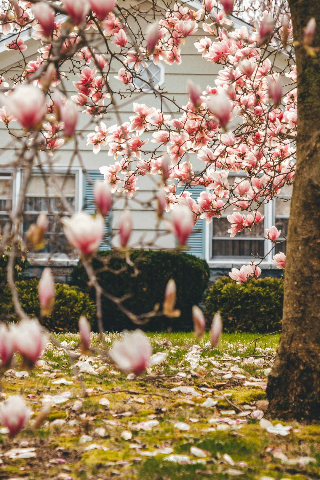 pink flower tree at daytime