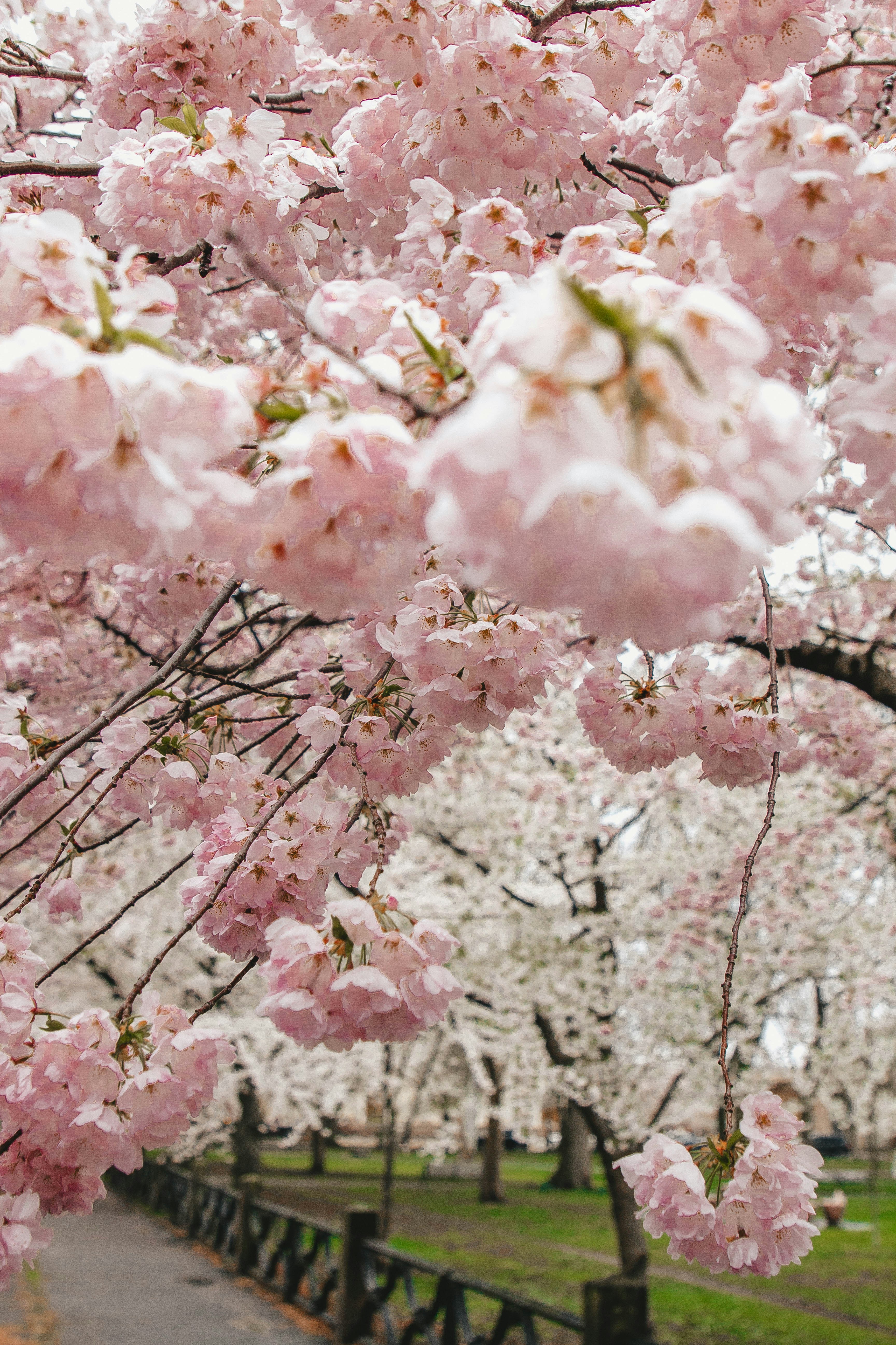 全职高手2在线观看樱花，全职高手2在线观看星辰