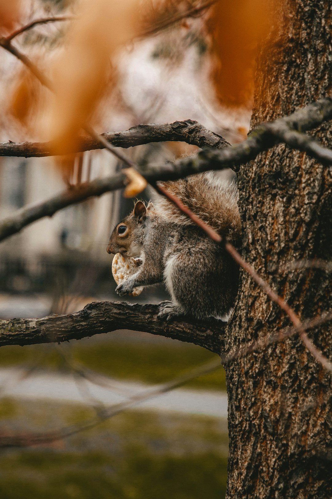 gray squirrel standing on tree branch