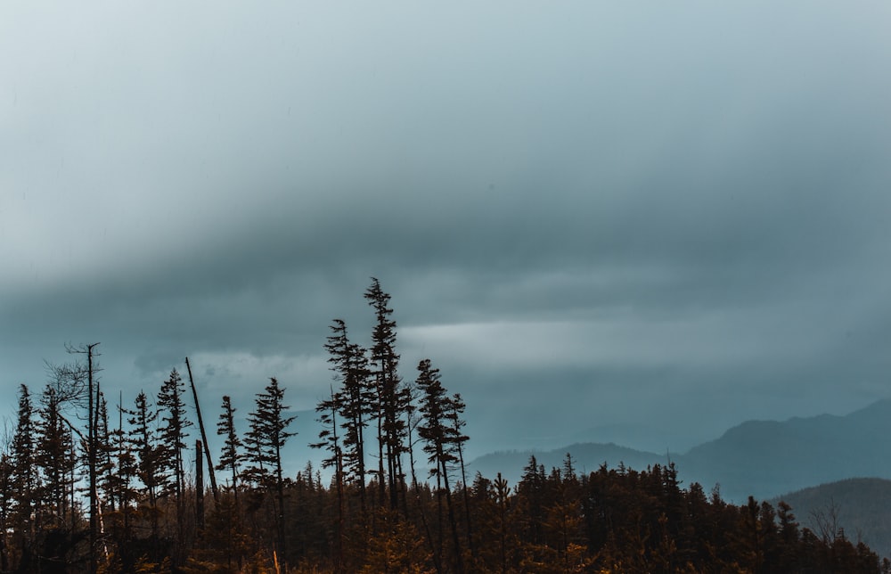 a forest filled with lots of trees under a cloudy sky