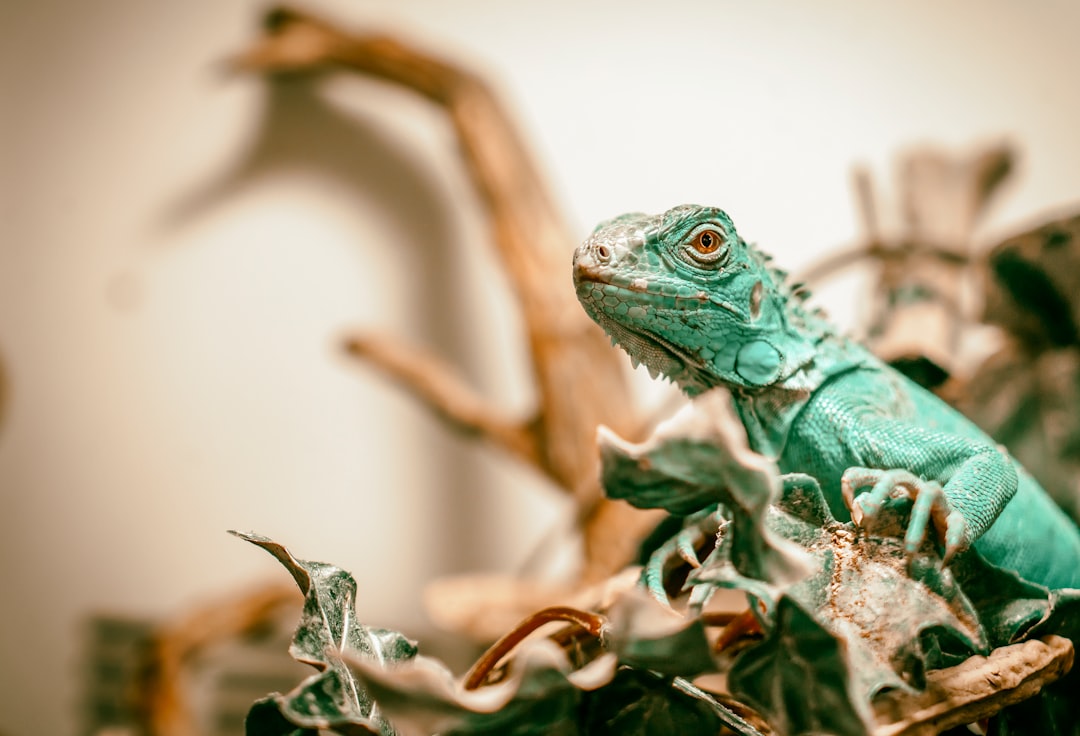 green lizard on brown dried leaves