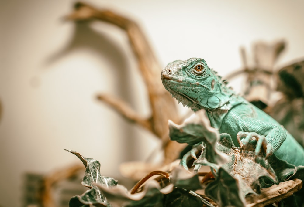 green lizard on brown dried leaves