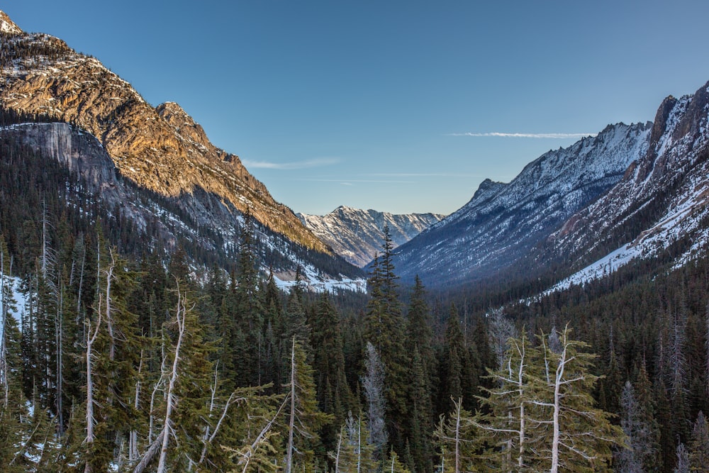 green trees near mountain