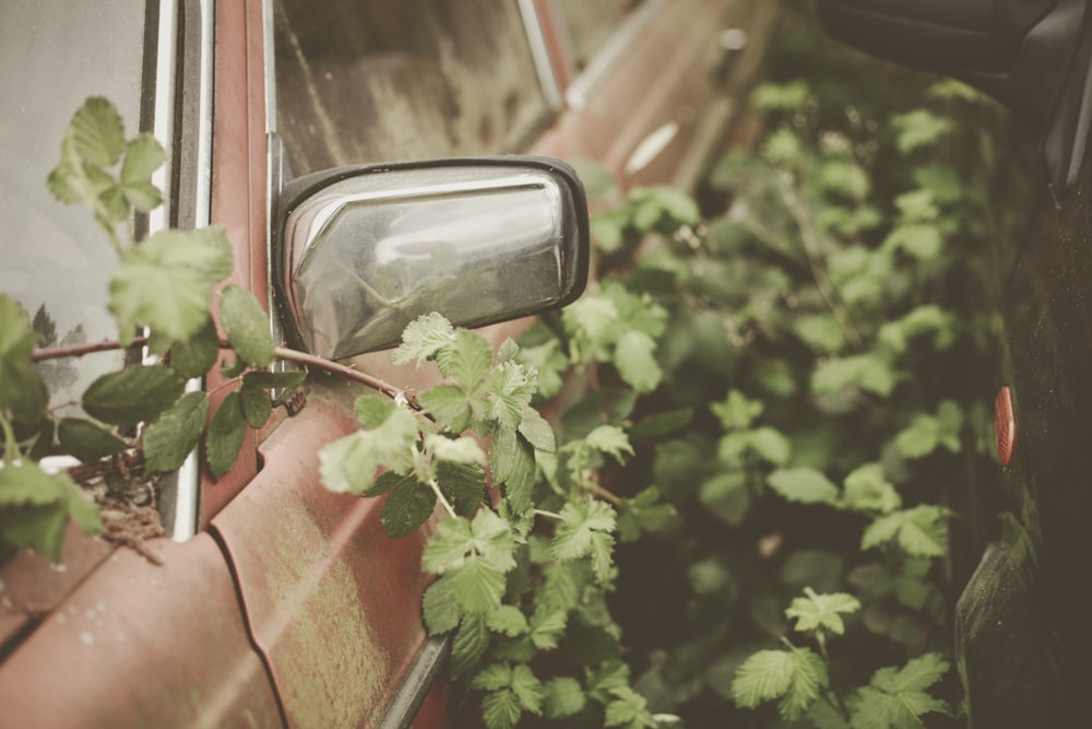 a plant growing out of the side of a car window