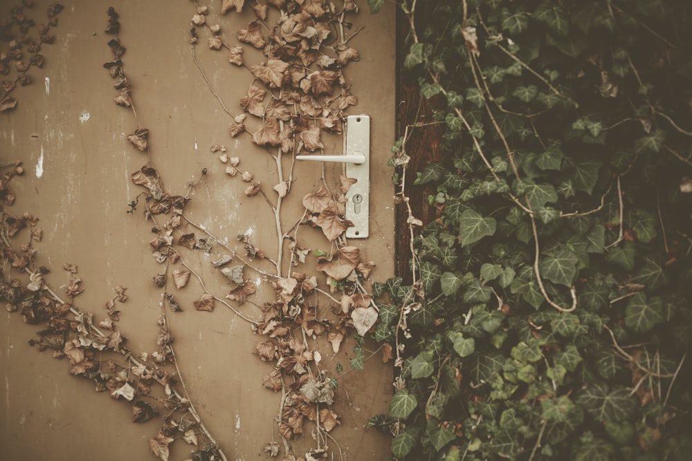 a wall covered in vines and vines next to a light switch