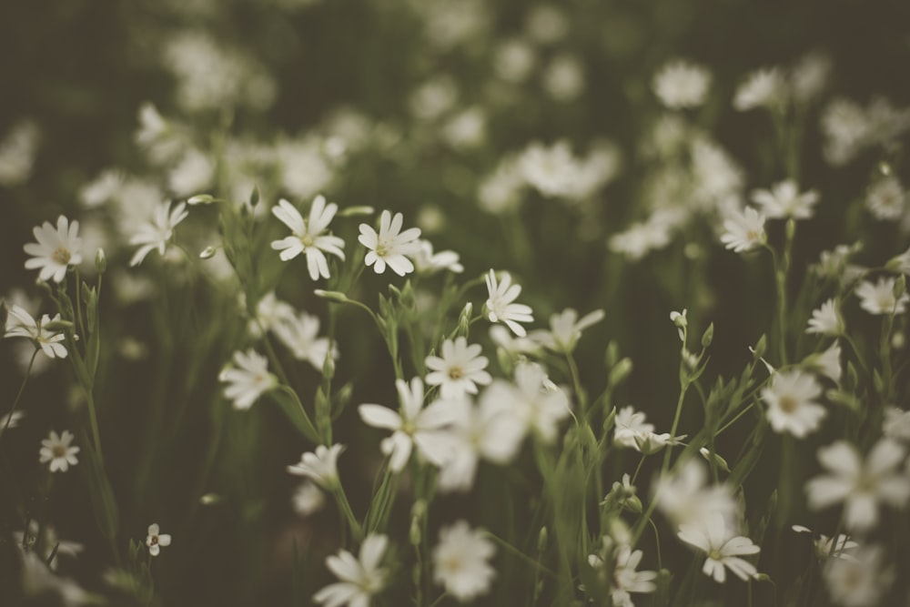 white petaled flower plants