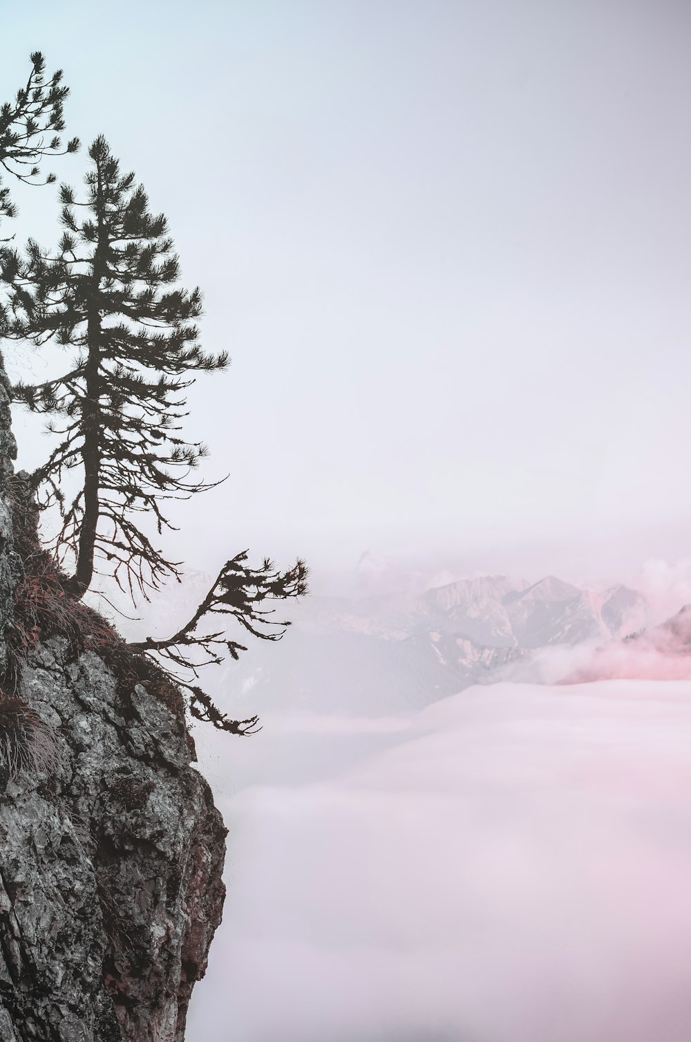 tree on cliff